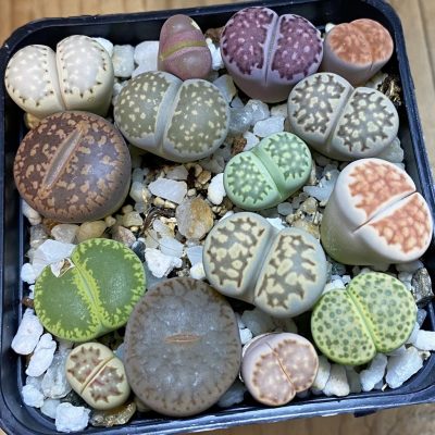 SH36970 Lithops mix