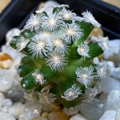 SH36983 Mammillaria theresae v. minima GCG 12504