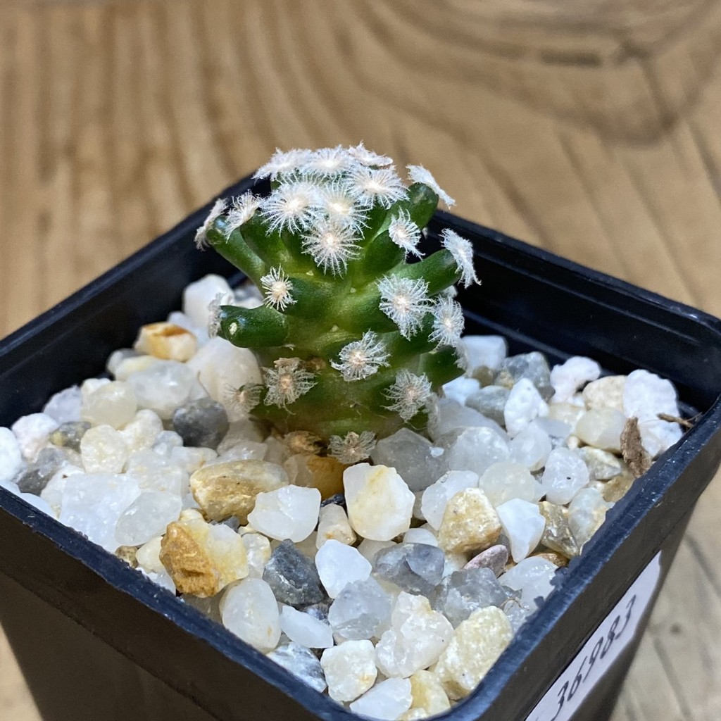 SH36983 Mammillaria theresae v. minima GCG 12504 - Image 2