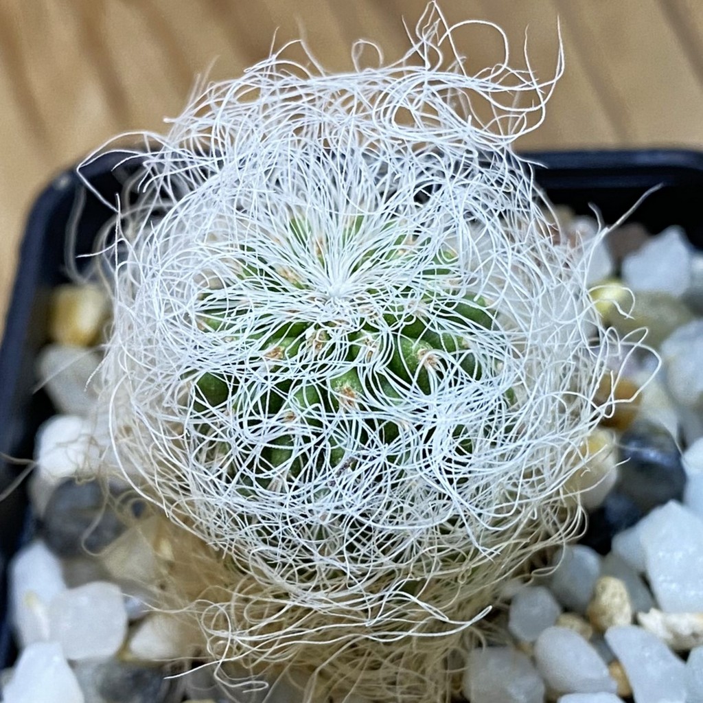 SH36986 Cephalocereus senilis