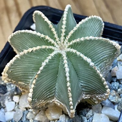 SH36988 Aztekium hintonii GCG 9763, seedling