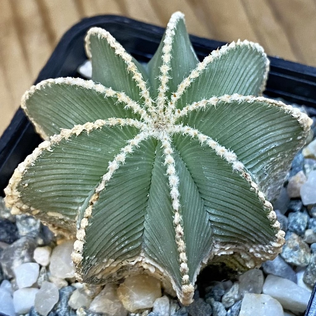 SH36988 Aztekium hintonii GCG 9763, seedling