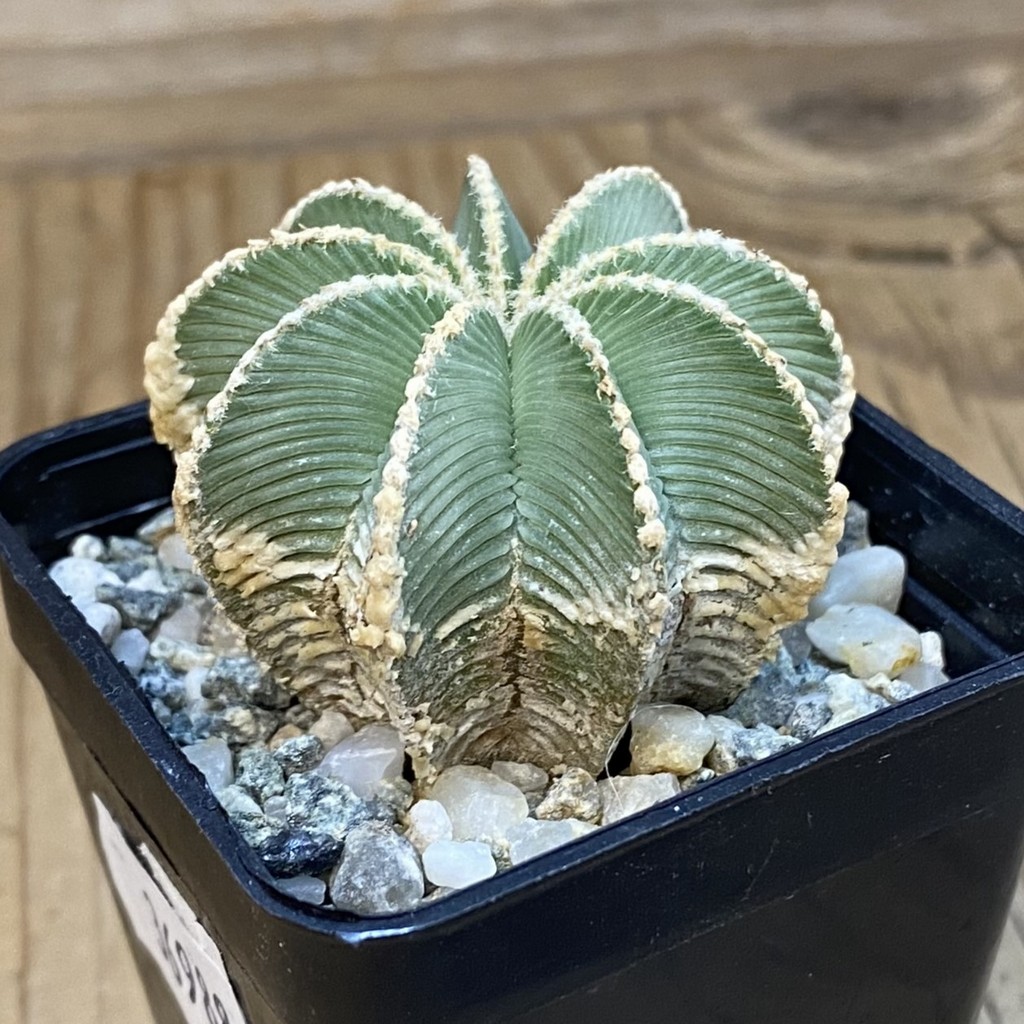 SH36988 Aztekium hintonii GCG 9763, seedling - Image 2