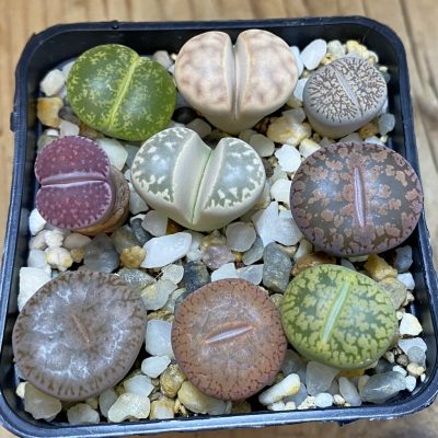SH36971 Lithops mix