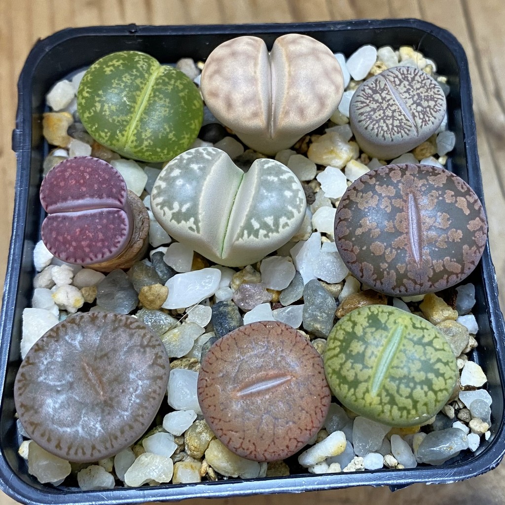 SH36971 Lithops mix