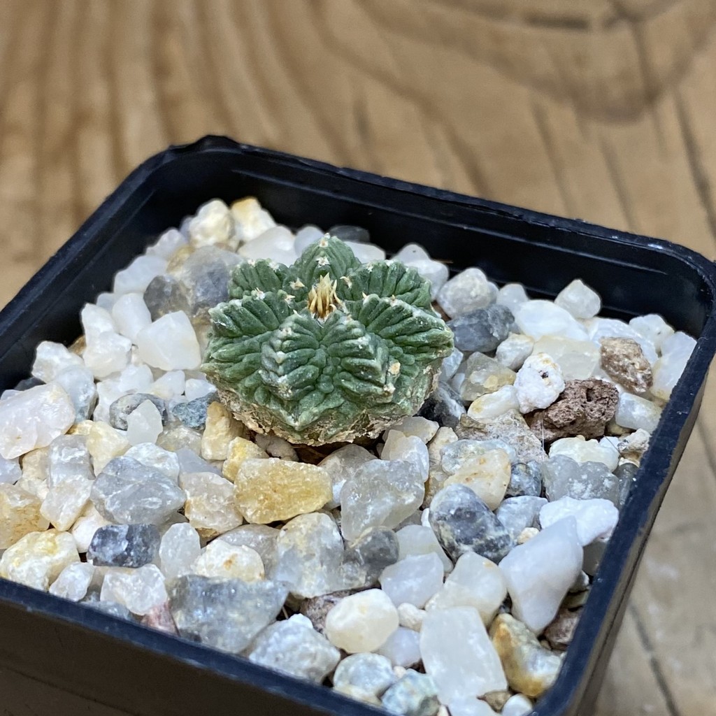 SH36992 Aztekium ritteri VM 619, seedling - Image 2