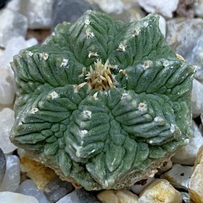 SH36992 Aztekium ritteri VM 619, seedling