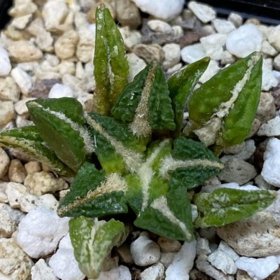 SH36997 Ariocarpus kotschoubeyanus v. elephantidens x Ariocarpus fissuratus ‘Godzilla’, own roots seedling