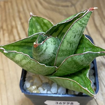 SH36998 Sansevieria 'Liza'