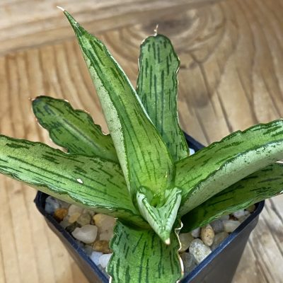 SH36999 Sansevieria ‘Civic’