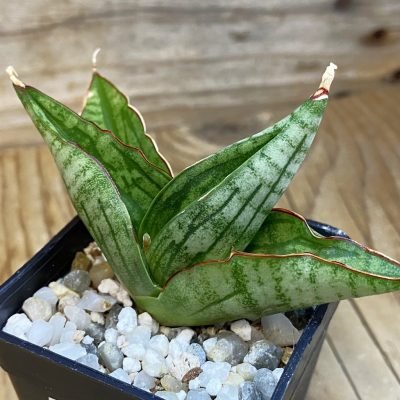 SH37000 Sansevieria ‘Diablo’