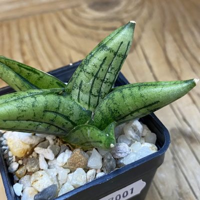 SH37001 Sansevieria 'Little Wing'