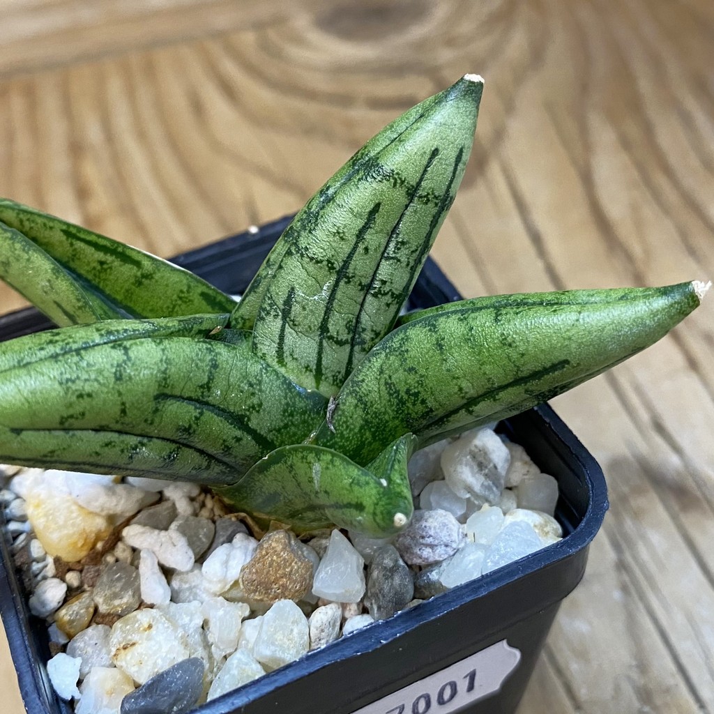 SH37001 Sansevieria 'Little Wing'