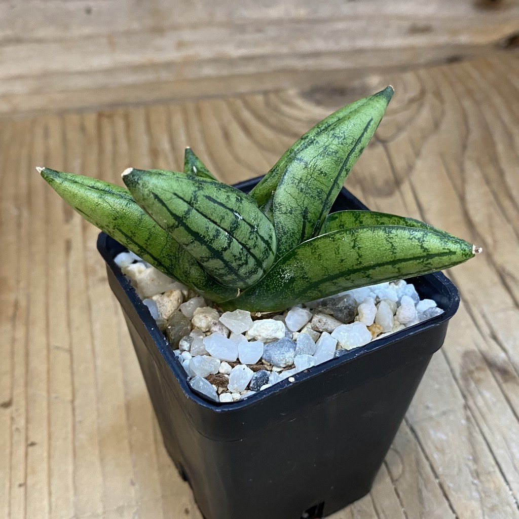 SH37001 Sansevieria 'Little Wing' - Image 2
