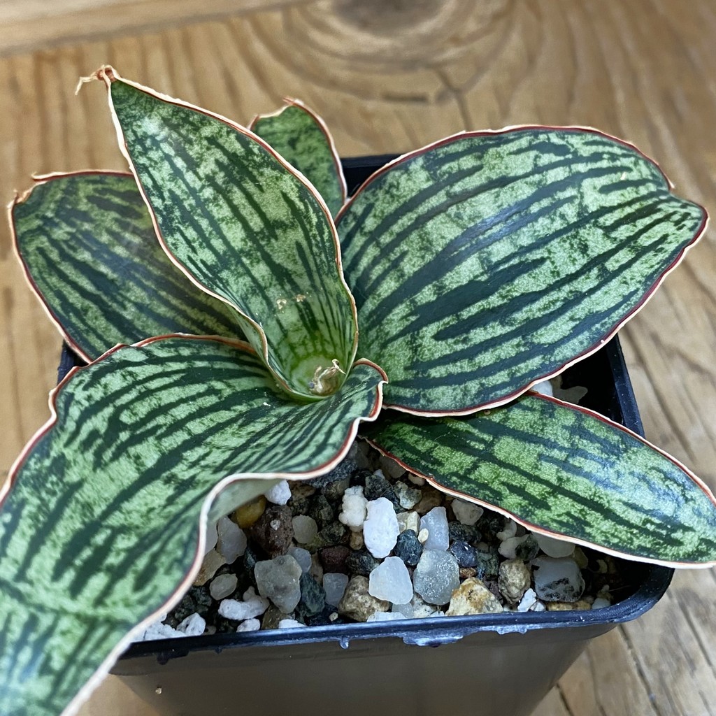 SH37002 Sansevieria 'Cleopatra' hybrid