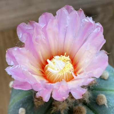 SH37087 Astrophytum asterias 'Pink', grafted
