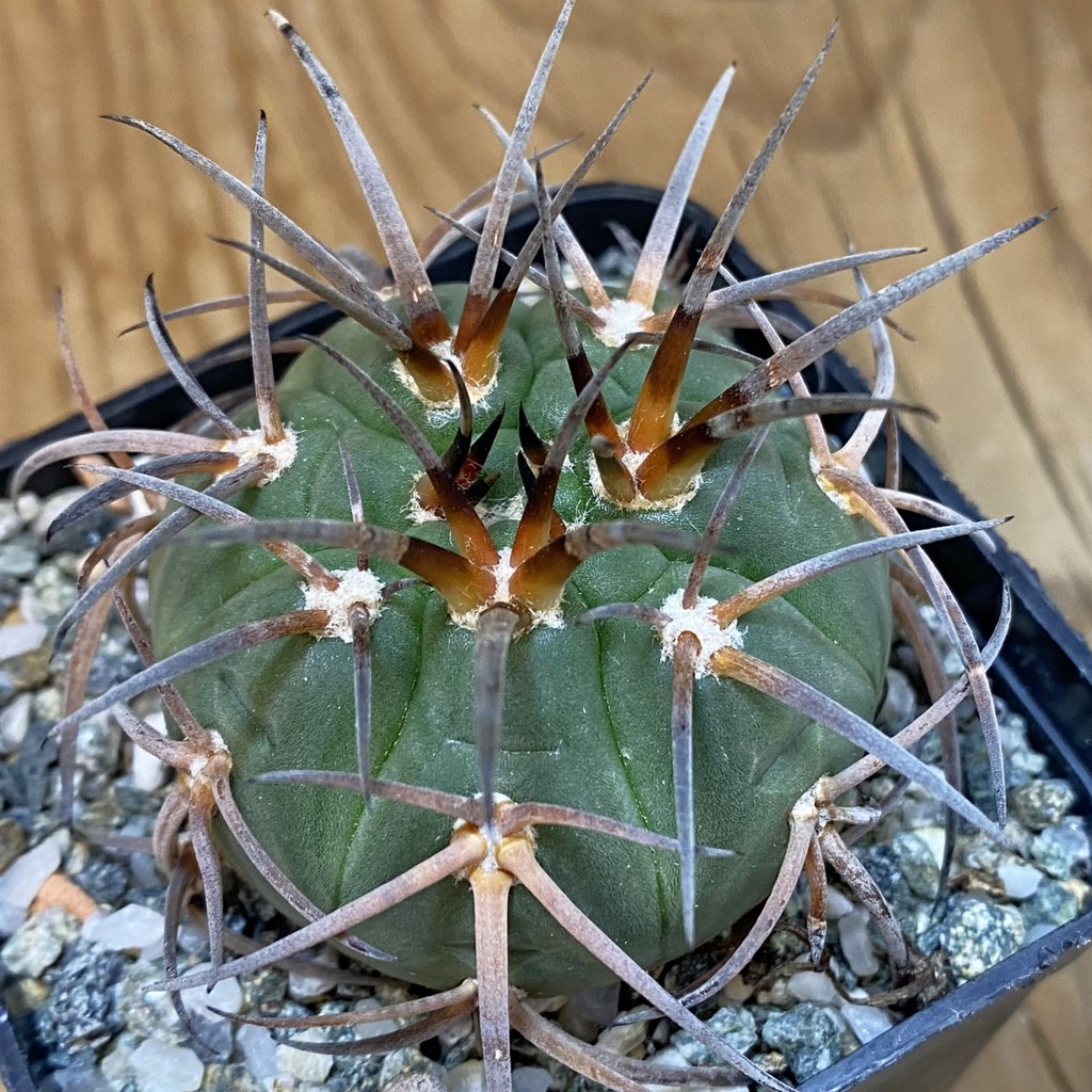 SH37056 Gymnocalycium armatum