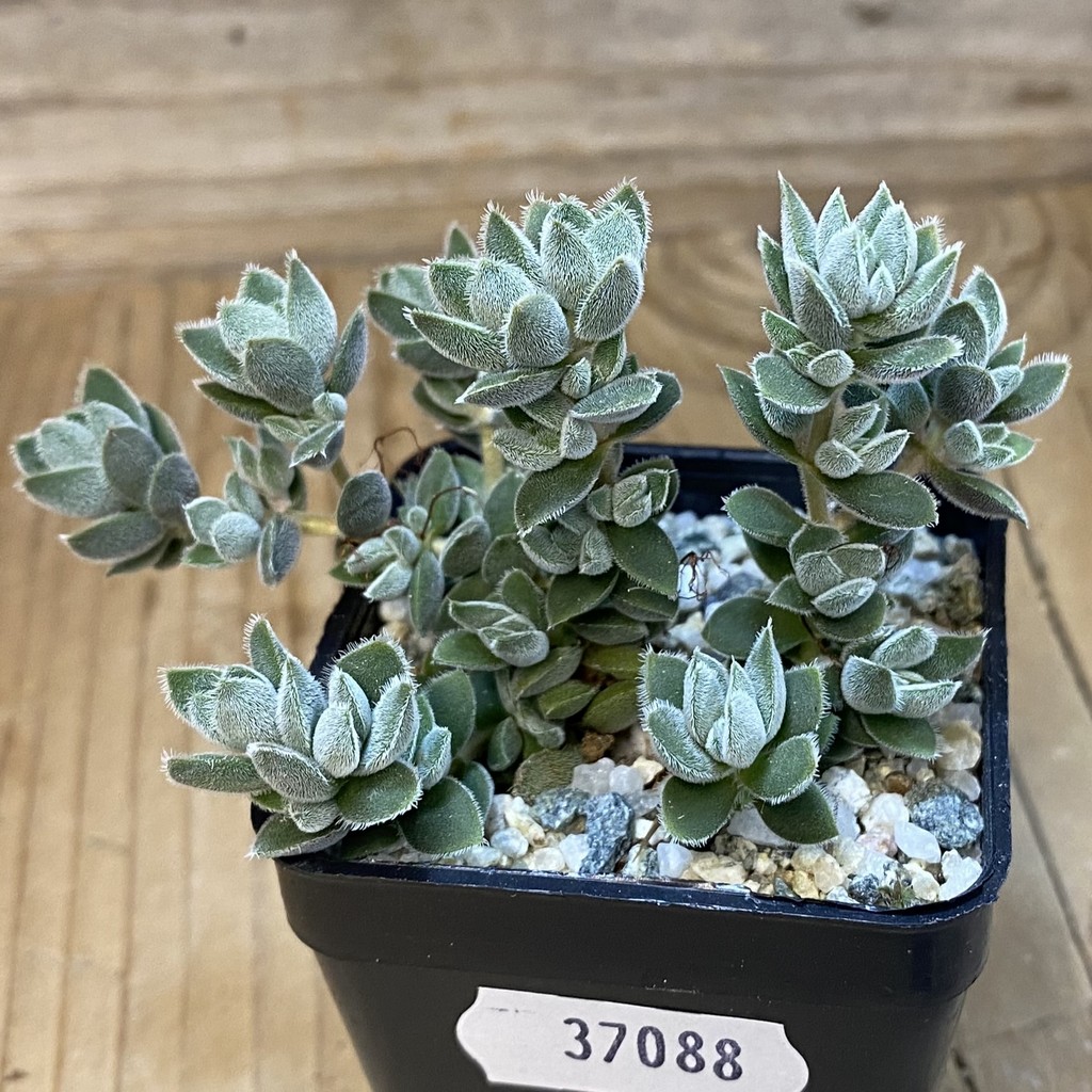 SH37088 Crassula lanuginosa v. pachystemon - Image 2
