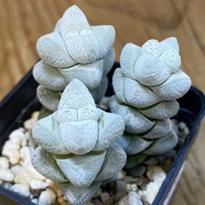 SH37090 Crassula deceptor