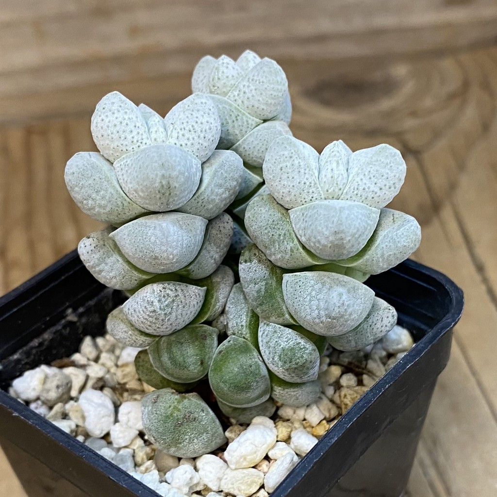 SH37090 Crassula deceptor - Image 2