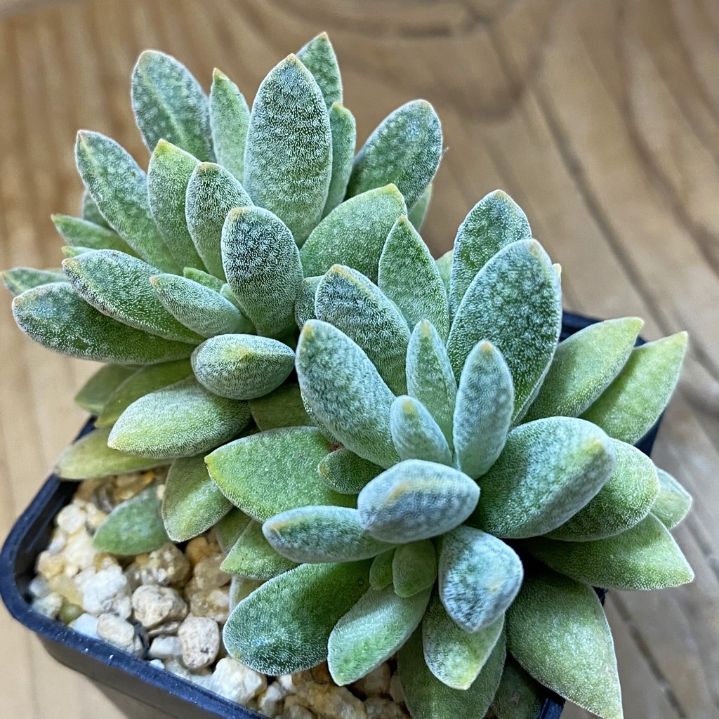 SH37091 Crassula ausensis hybrid