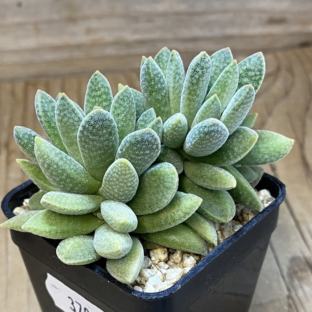 SH37091 Crassula ausensis hybrid - Image 2