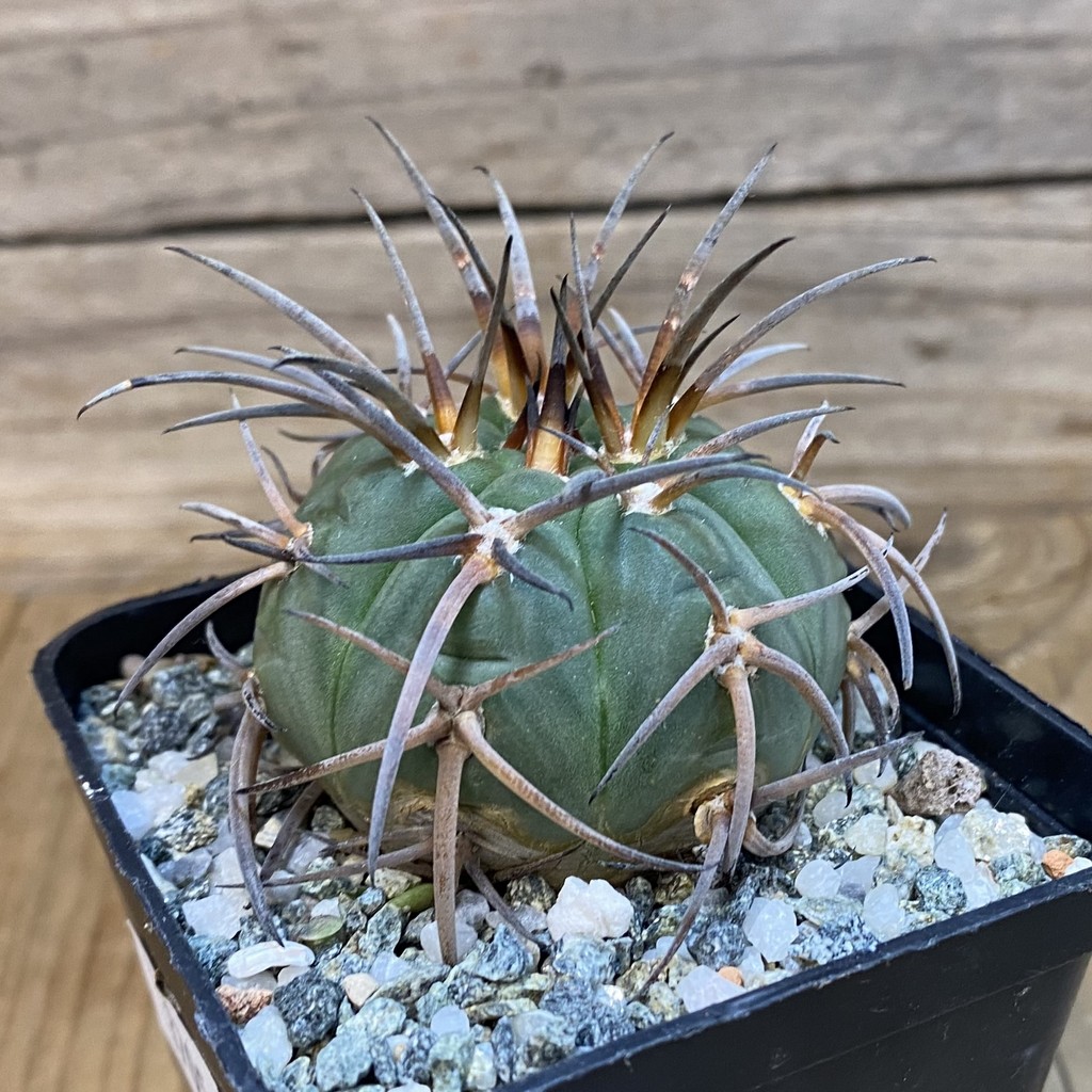 SH37056 Gymnocalycium armatum - Image 2