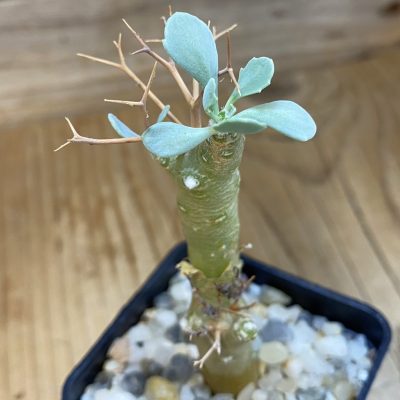 SH37093 Othonna euphorbioides