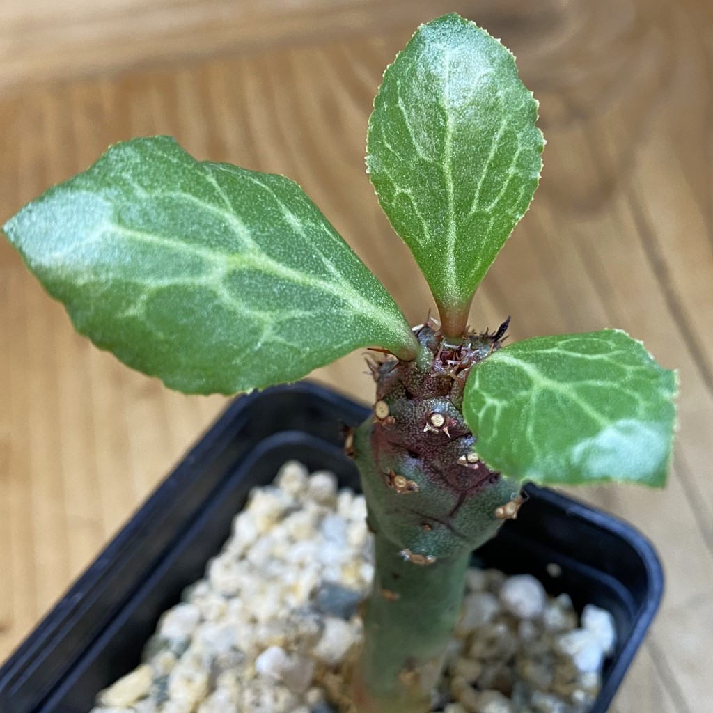 SH37094 Monadenium ritchiei v. marsabitense
