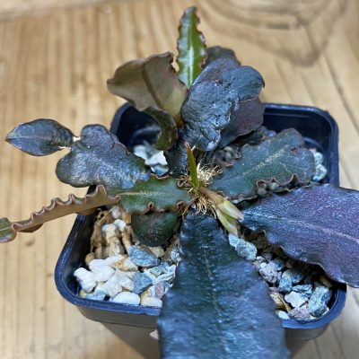 SH37095 Euphorbia francoisii hybrid
