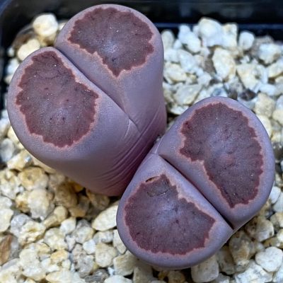 SH37098 Lithops julii ‘Kikushogiyoku’ x Lithops salicola ‘Sato’s Violet’ hybrid