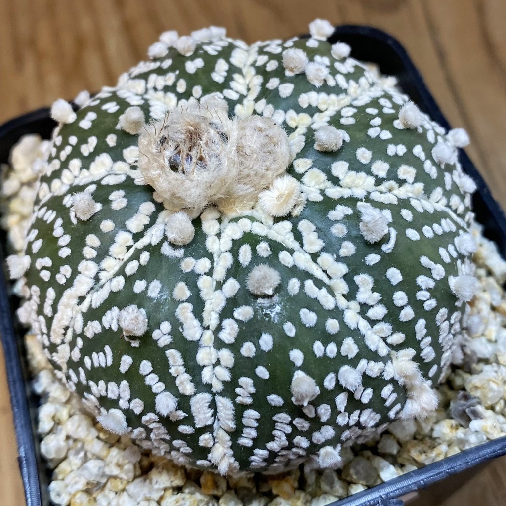 SH37057 Astrophytum asterias ‘Super Kabuto’