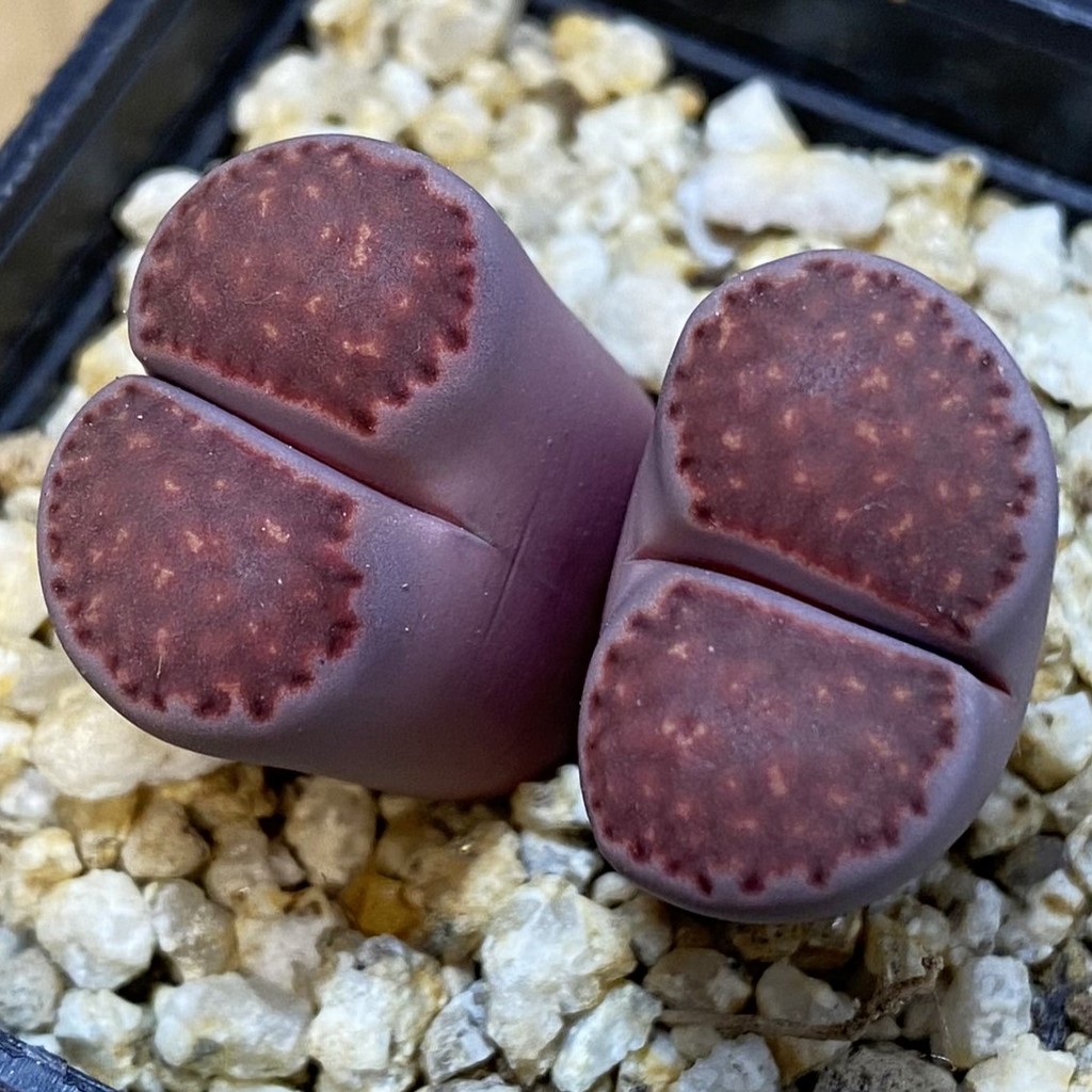SH37100 Lithops salicola ‘Sato’s Violet’ hybrid
