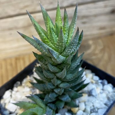 SH37103 Haworthia glauca