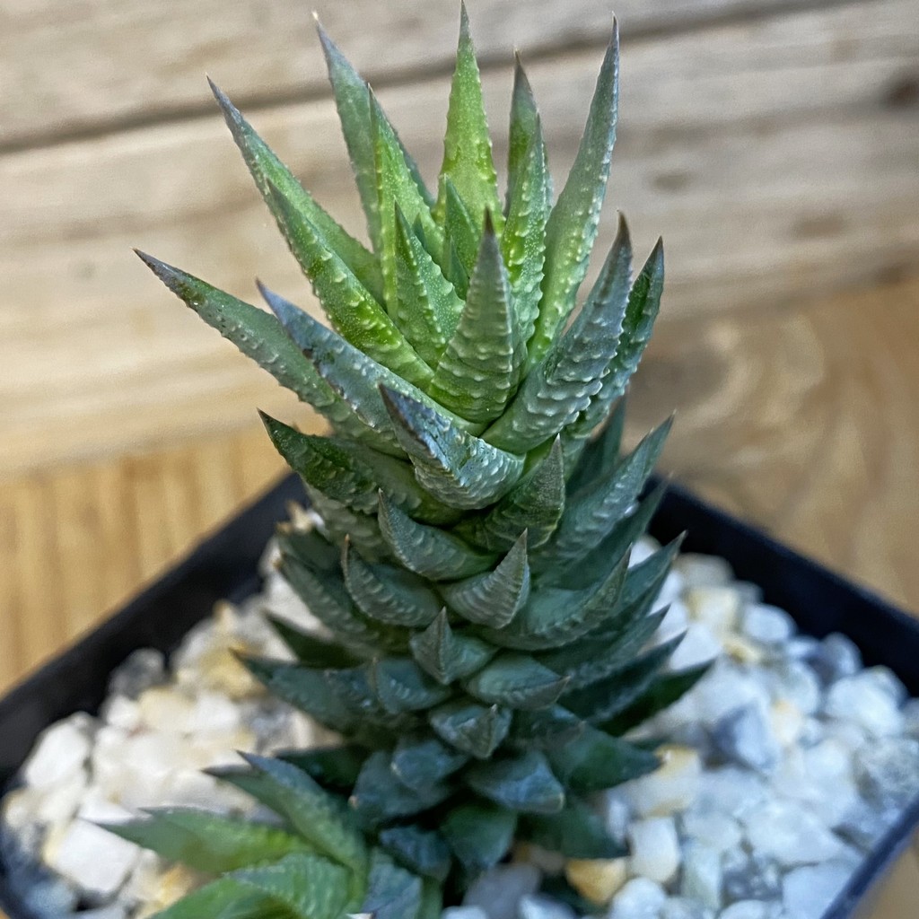 SH37103 Haworthia glauca