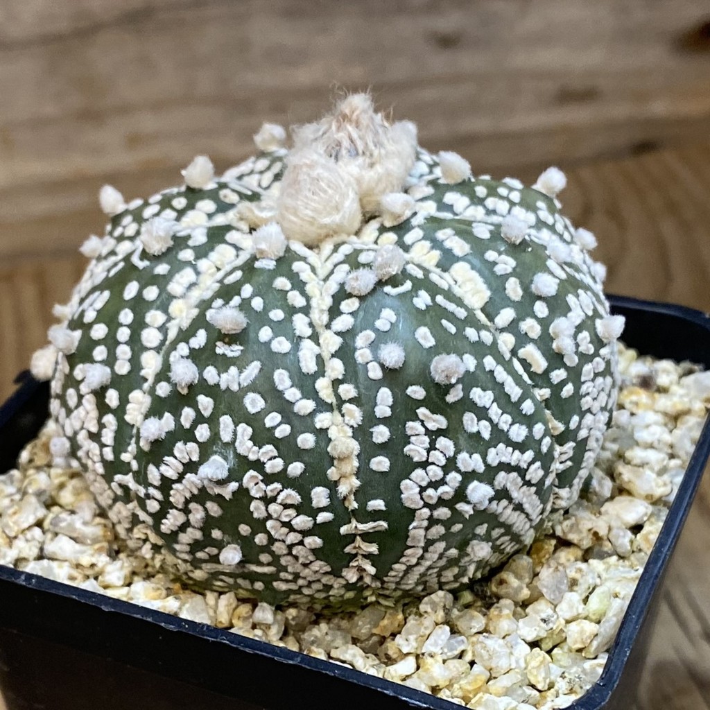 SH37057 Astrophytum asterias ‘Super Kabuto’ - Image 2