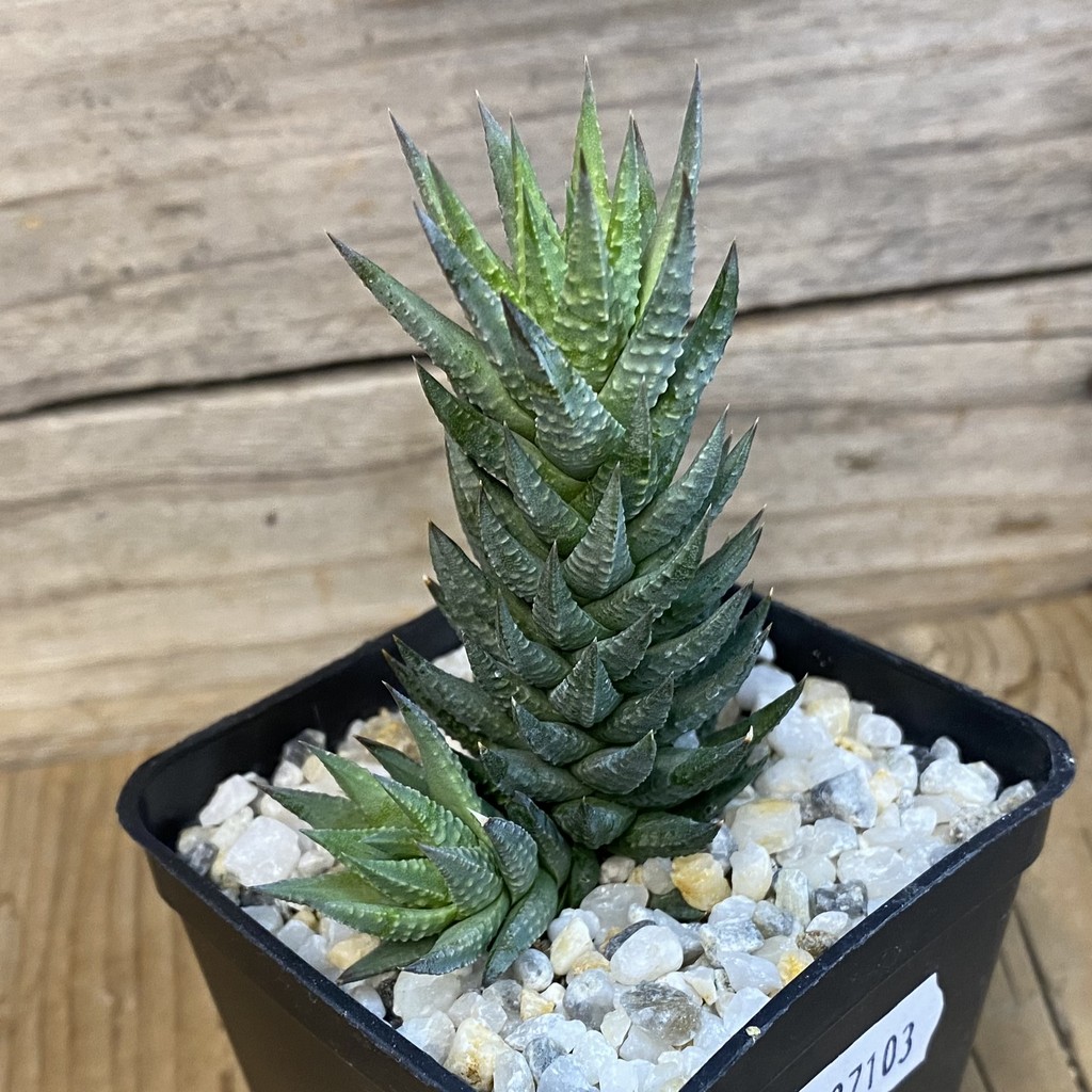 SH37103 Haworthia glauca - Image 2