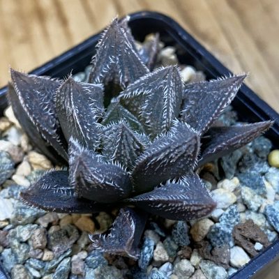 SH37104 Haworthia cooperi 'Silver Fox' hybrid