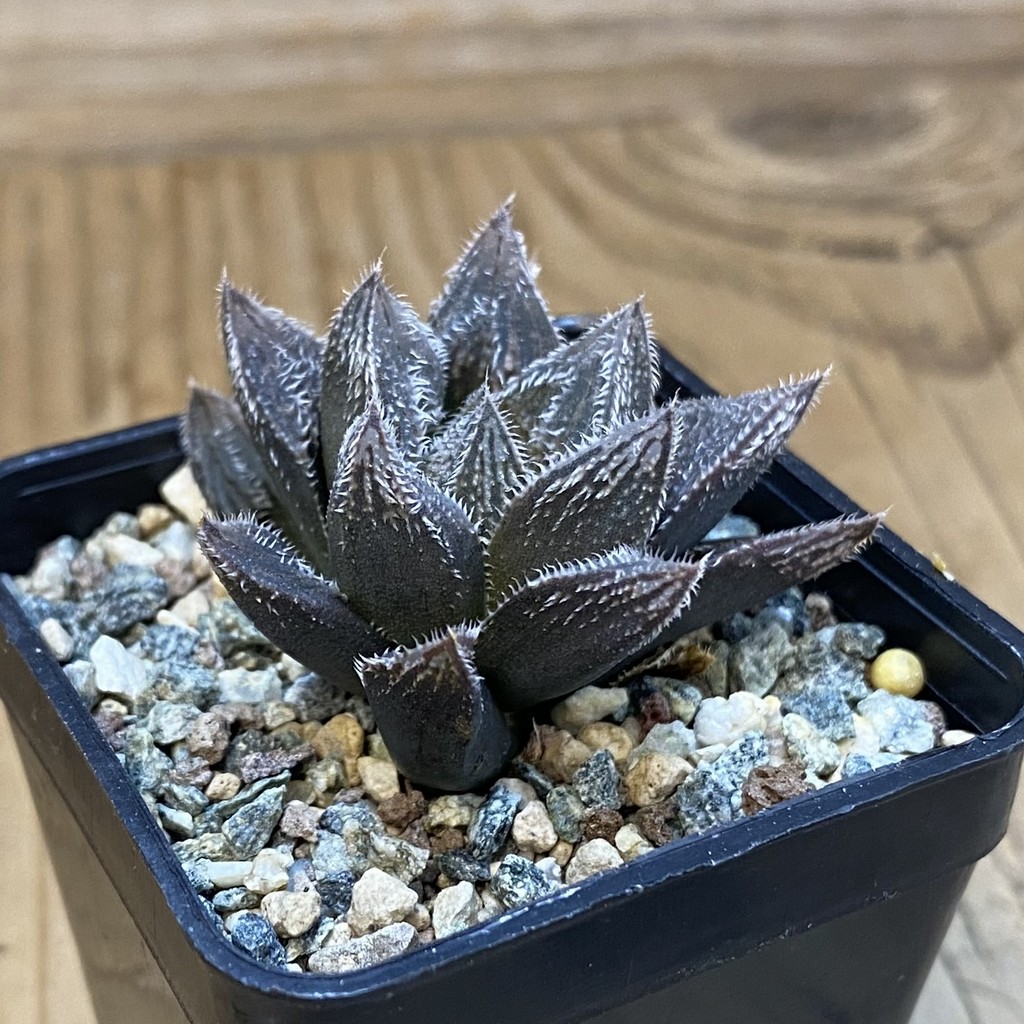 SH37104 Haworthia cooperi 'Silver Fox' hybrid - Image 2
