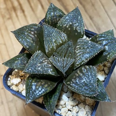 SH37105 Haworthia splendens ‘Kotohime’ hybrid