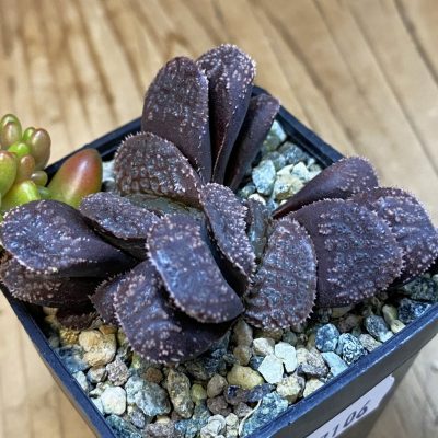 SH37106 Haworthia 'Mordor'