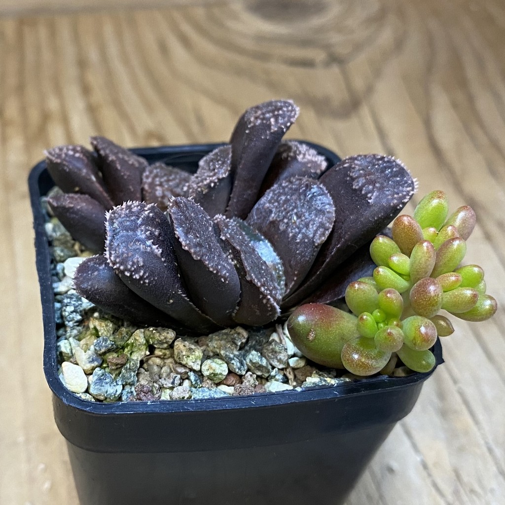SH37106 Haworthia 'Mordor' - Image 2