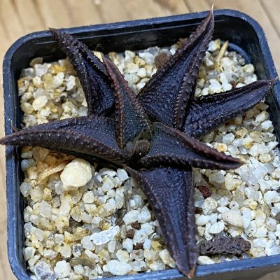 SH37107 Haworthia koelmaniorum