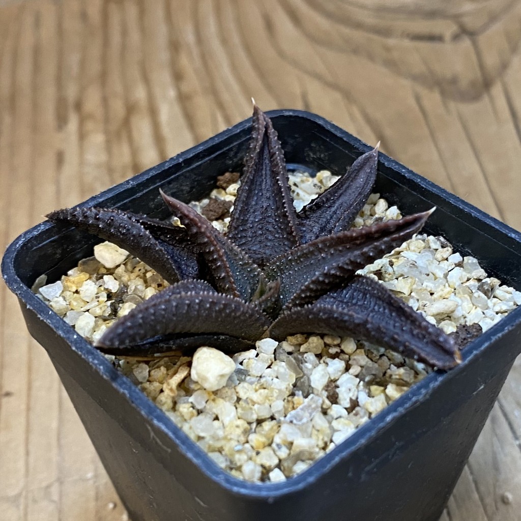SH37107 Haworthia koelmaniorum - Image 2