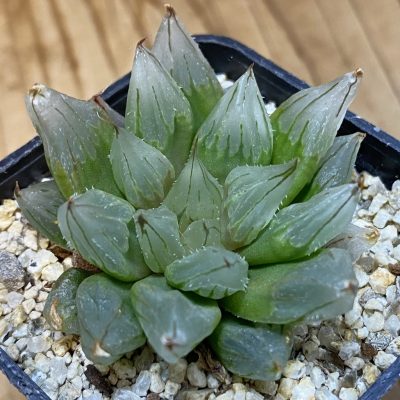 SH37108 Haworthia cooperi 'West Asia Tsuen'