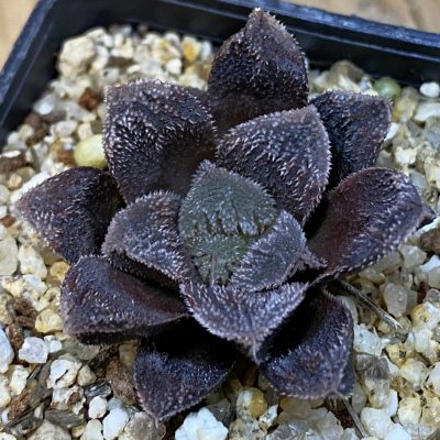 SH37109 Haworthia maughanii x cooperi v. venusta