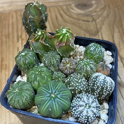SH37058 Astrophytum mix