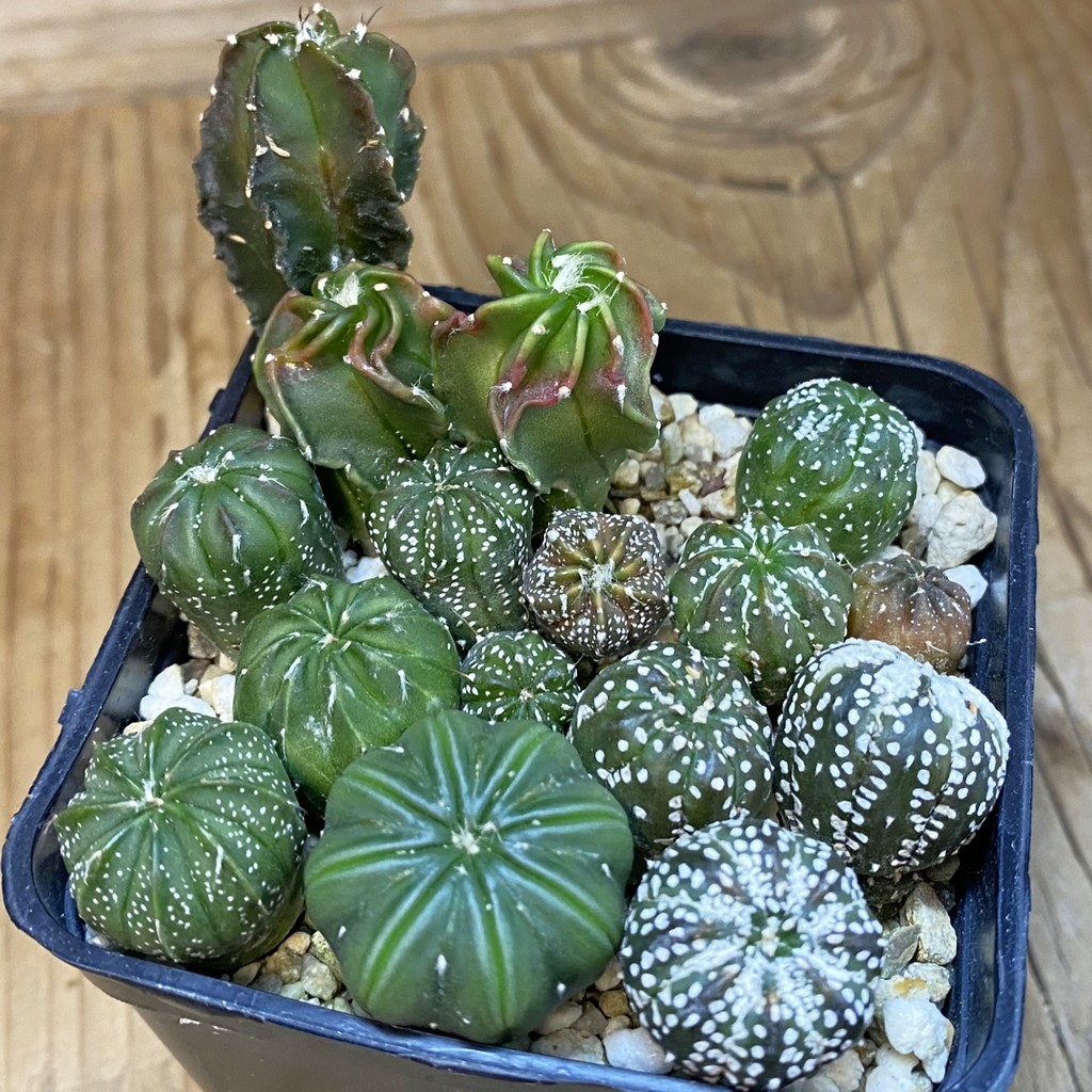 SH37058 Astrophytum mix