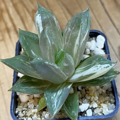 SH37110 Haworthia cuspidata f. variegata