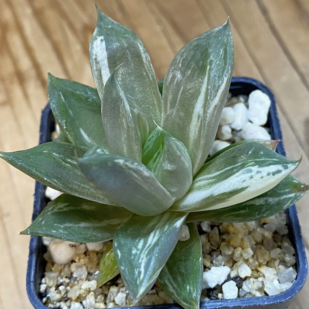 SH37110 Haworthia cuspidata f. variegata